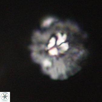 Mulleria karacuhae 60390