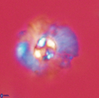 Mulleria karacuhae 60399