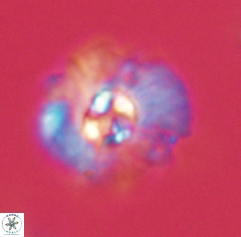Mulleria karacuhae 60399