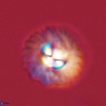 Mulleria karacuhae 70114