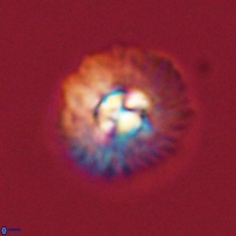 Mulleria karacuhae 70117