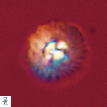 Mulleria karacuhae 70117