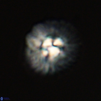 Mulleria karacuhae 70118