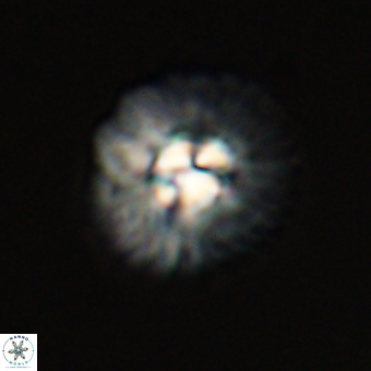 Mulleria karacuhae 70118