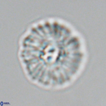 Mulleria karacuhae 70129