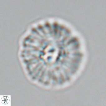 Mulleria karacuhae 70129