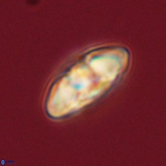 Mulleria karacuhae 70134