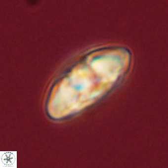 Mulleria karacuhae 70134