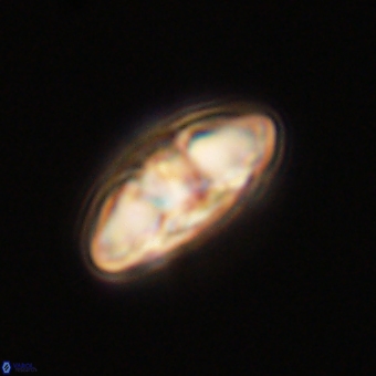 Mulleria karacuhae 70135