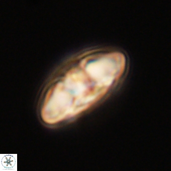 Mulleria karacuhae 70135