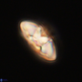 Mulleria karacuhae 70136