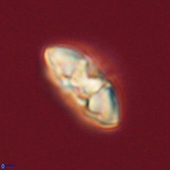 Mulleria karacuhae 70137