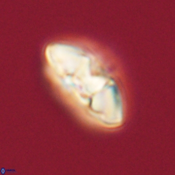 Mulleria karacuhae 70138