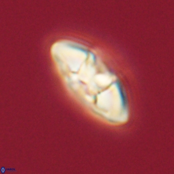 Mulleria karacuhae 70139