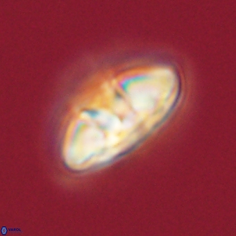 Mulleria karacuhae 70140