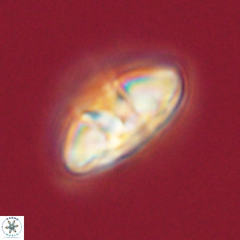 Mulleria karacuhae 70140