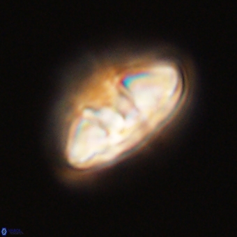 Mulleria karacuhae 70141