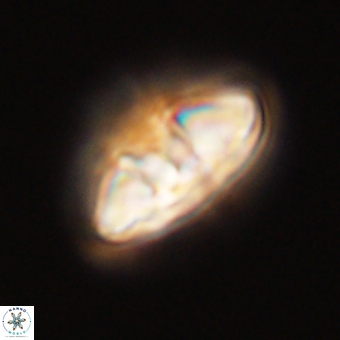 Mulleria karacuhae 70141