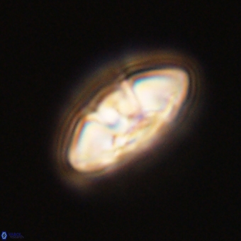 Mulleria karacuhae 70142