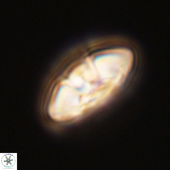 Mulleria karacuhae 70142