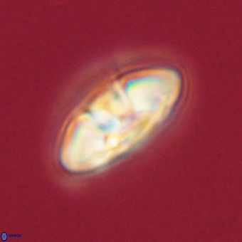 Mulleria karacuhae 70143