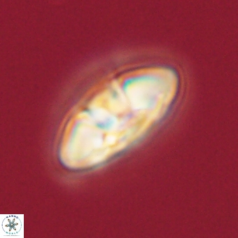 Mulleria karacuhae 70143