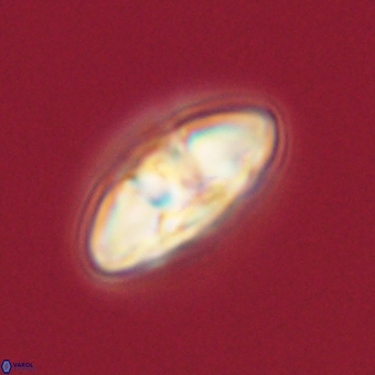 Mulleria karacuhae 70144