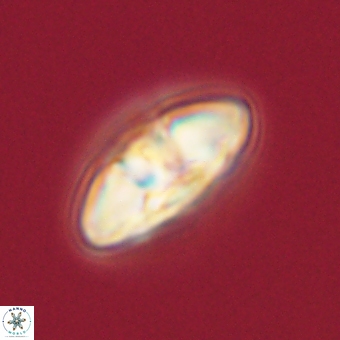 Mulleria karacuhae 70144