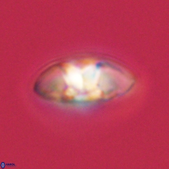 Mulleria karacuhae 70148