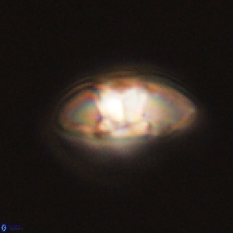 Mulleria karacuhae 70149