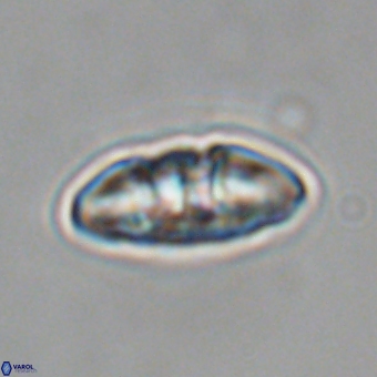 Mulleria karacuhae 70151