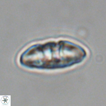 Mulleria karacuhae 70151