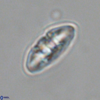 Mulleria karacuhae 70152