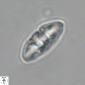 Mulleria karacuhae 70152
