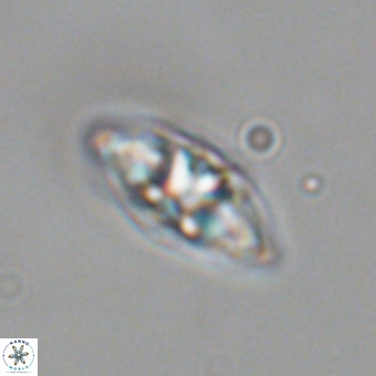 Mulleria karacuhae 70153