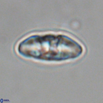 Mulleria karacuhae 70154