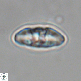 Mulleria karacuhae 70154