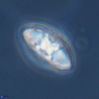 Mulleria karacuhae 70155