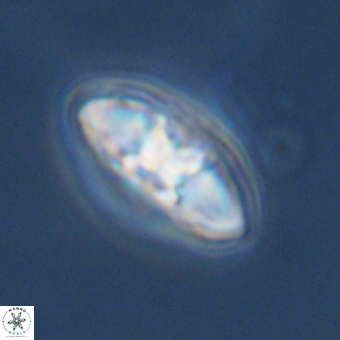 Mulleria karacuhae 70155