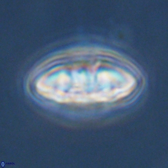 Mulleria karacuhae 70156