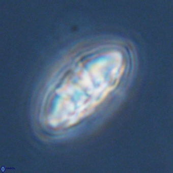 Mulleria karacuhae 70157