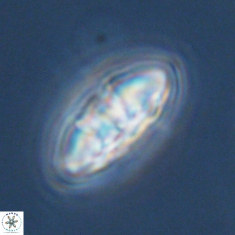 Mulleria karacuhae 70157