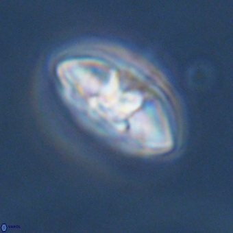 Mulleria karacuhae 70158