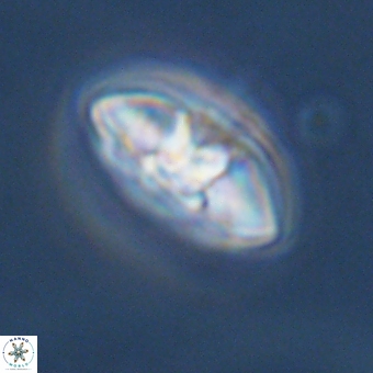 Mulleria karacuhae 70158