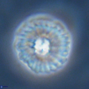 Mulleria karacuhae 70159