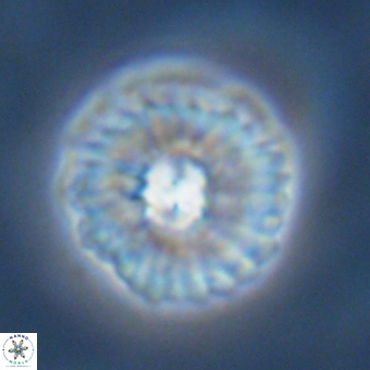 Mulleria karacuhae 70159
