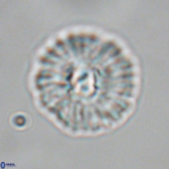 Mulleria karacuhae 70160