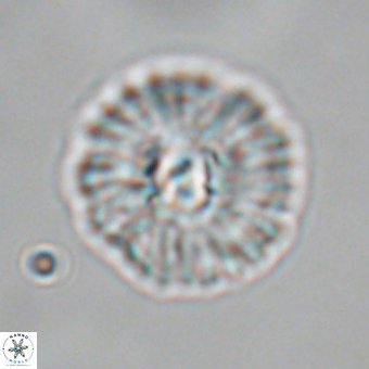 Mulleria karacuhae 70160