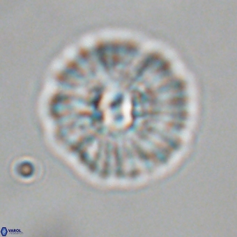 Mulleria karacuhae 70161