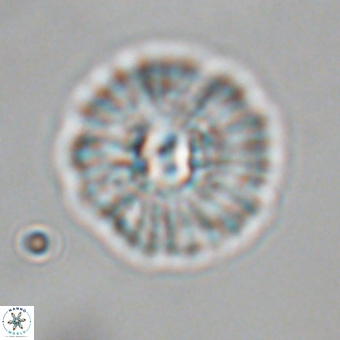 Mulleria karacuhae 70161